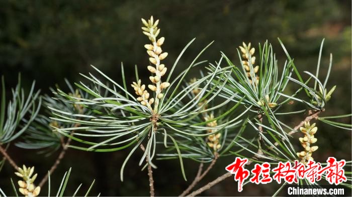 image034 1 - 【布拉格时报】珍稀物种扎堆 广东南岭成野生动植物生活乐土