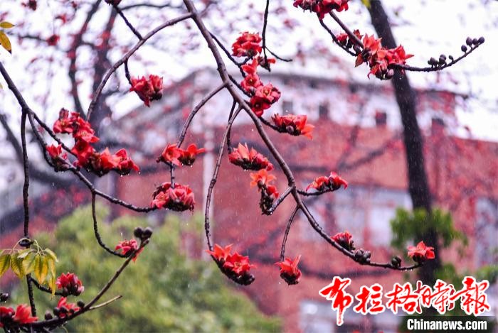 image019 1 - 【布拉格时报】广州中山纪念堂第三届木棉花文化节开幕