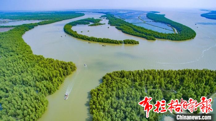 image042 - 【布拉格时报】广东湿地总面积190.68万公顷 保护修复成效明显