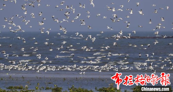 image019 - 【布拉格时报】首批候鸟抵粤 2024年广东候鸟护飞行动启动