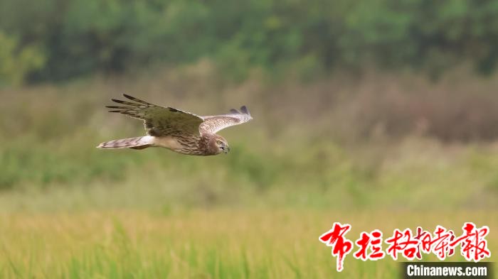 image021 - 【布拉格时报】首批候鸟抵粤 2024年广东候鸟护飞行动启动