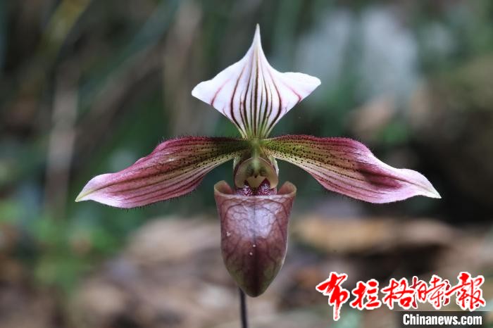 image027 - 【布拉格时报】广东紫金白溪保护区上千株紫纹兜兰迎盛花期