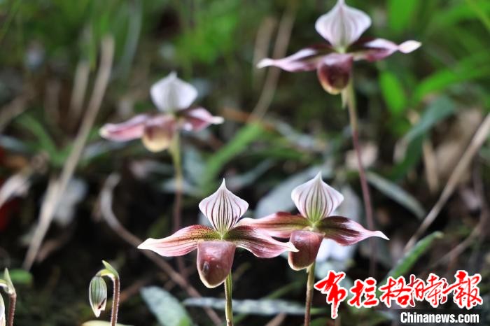 image029 - 【布拉格时报】广东紫金白溪保护区上千株紫纹兜兰迎盛花期
