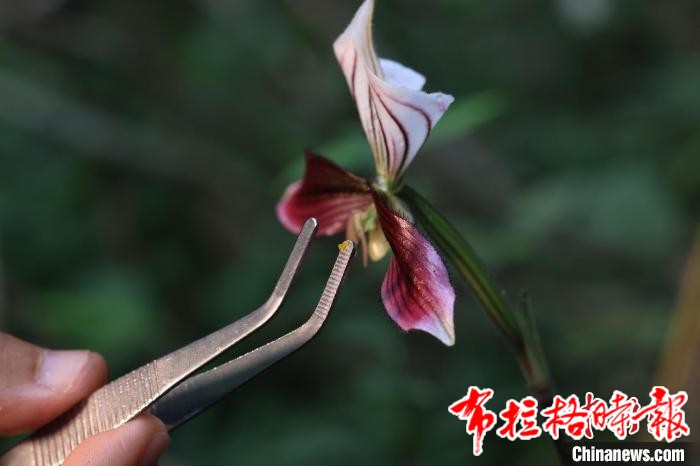 image031 - 【布拉格时报】广东紫金白溪保护区上千株紫纹兜兰迎盛花期