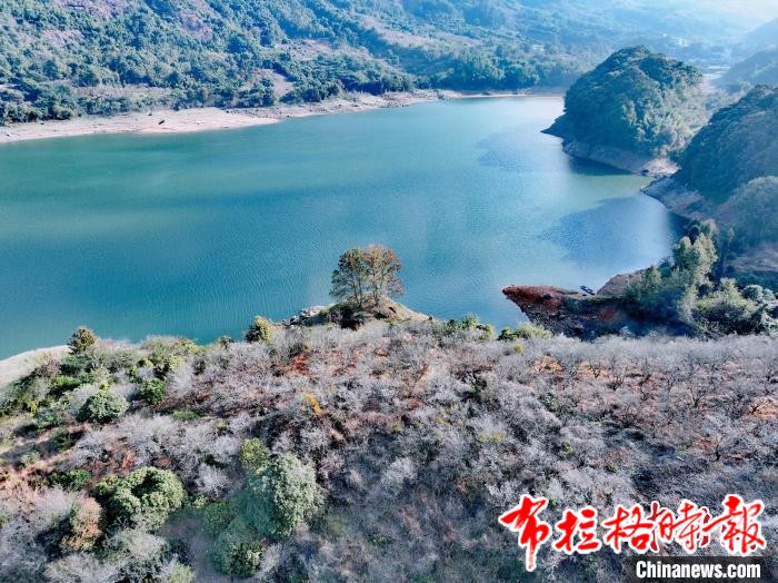 image037 - 【布拉格时报】广州流溪河3000多亩梅林冬至迎最佳赏花期