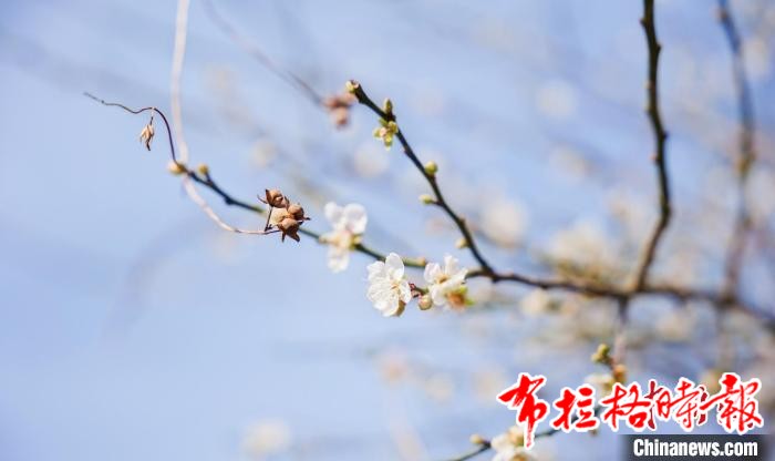 image039 - 【布拉格时报】广州流溪河3000多亩梅林冬至迎最佳赏花期