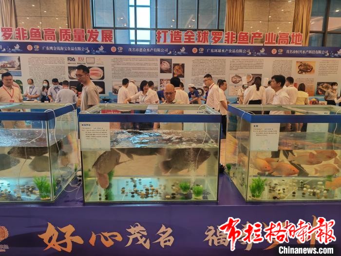 image013 1 - 【布拉格时报】“中国罗非鱼之都”广东茂名举办罗非鱼全球推介会