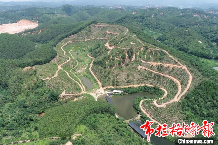image045 1 - 【布拉格时报】2024年广东完成森林质量精准提升逾423万亩