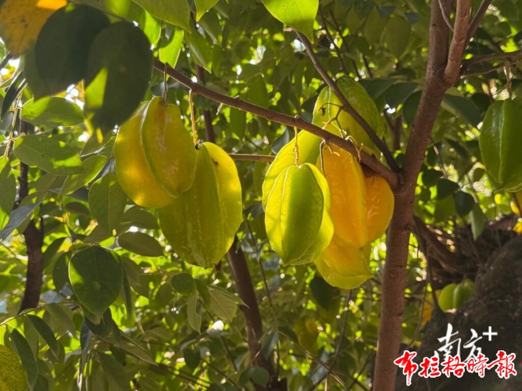 image055 1 1024x768 - 【布拉格时报】岭南这种水果让苏东坡鲁迅也动心