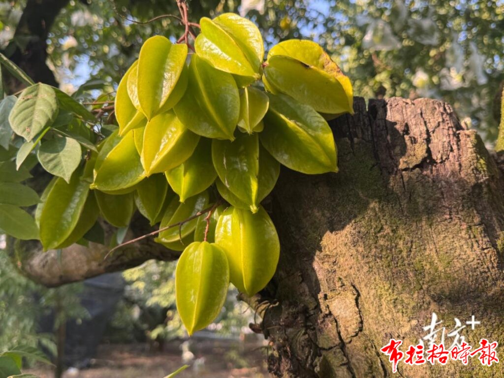 image057 1 1024x768 - 【布拉格时报】岭南这种水果让苏东坡鲁迅也动心