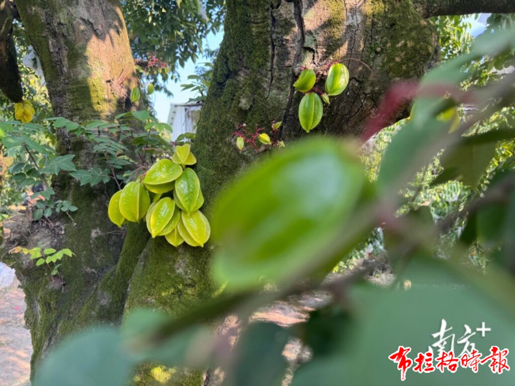 image059 1 1024x768 - 【布拉格时报】岭南这种水果让苏东坡鲁迅也动心